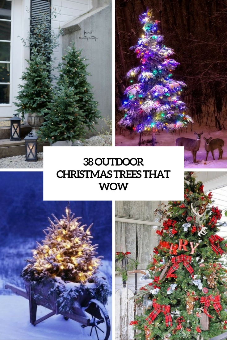 outdoor christmas trees that wow cover