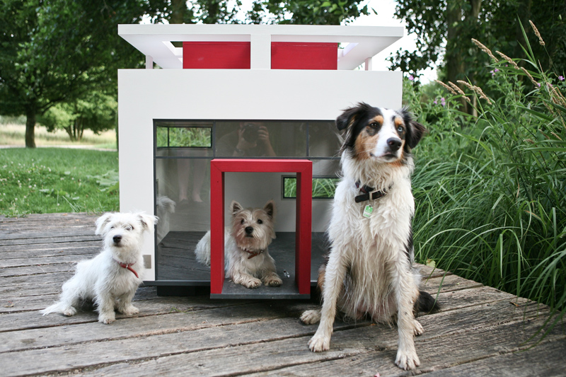 Cool Dog Houses