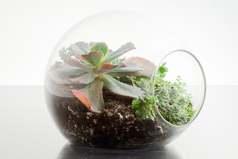 mini terrariums to decorate your indoor space by botany mini terrariums to decorate your indoor space by botany