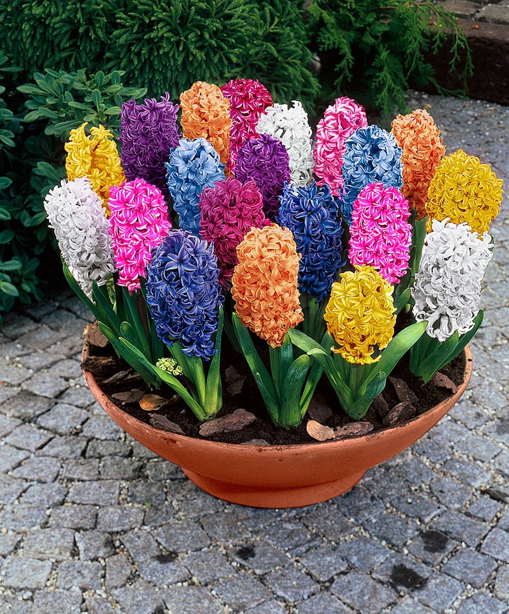 37 Hyacinths Décor Ideas To Breathe Spring In DigsDigs 37 Hyacinths Décor Ideas To Breathe Spring In DigsDigs