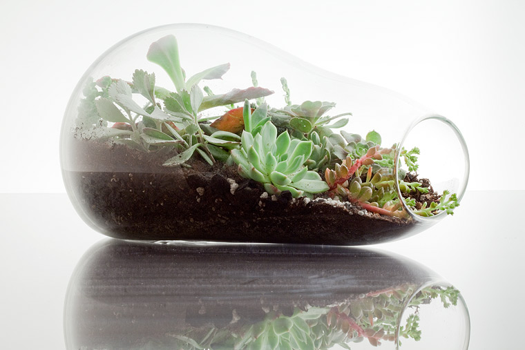 Mini Terrariums To Decorate Your Indoor Space by Botany Factory DigsDigs