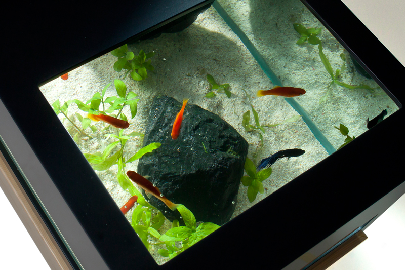 Modern Two Level Black and White Aquarium DigsDigs