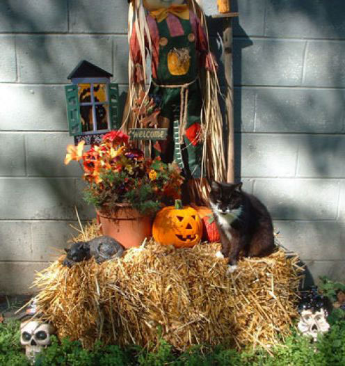 Halloween decoration ideas