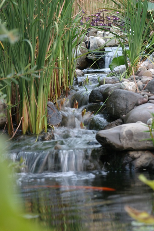 Scirpus is a very popular plant that surround backyard ponds and waterfalls.