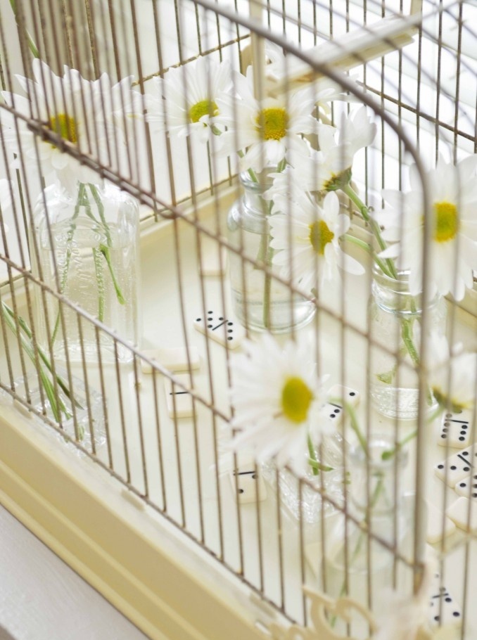   using-bird-cages-for