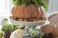 a rustic Thanksgiving centerpiece of pinecones, nuts, a succulent, pumpkins, acorns and a pumpkin with succulents planted