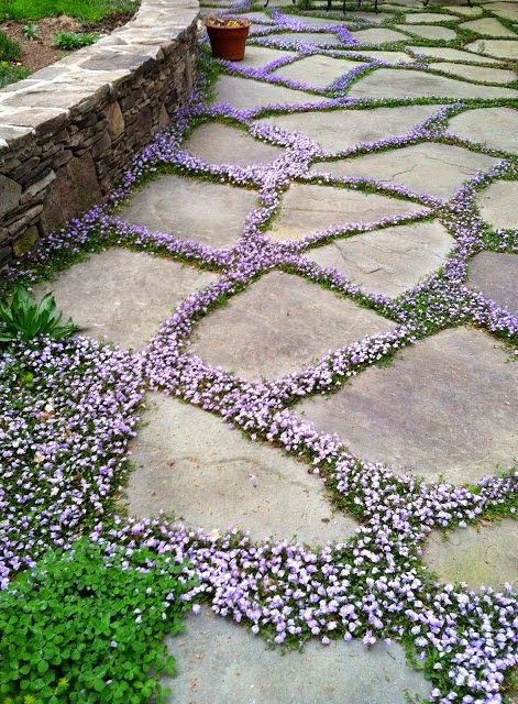 a stone garden path with lilac blooms in between to higlight the stones and contrast them