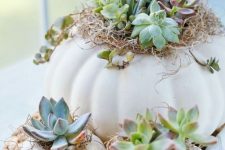 white pumpkins as planters with hay and succulents and a woven placemat for a chic and cozy fall look