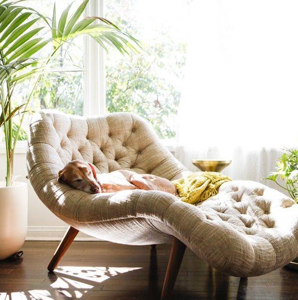 a modern curved reading lounger placed by the window is already taken by a doggie