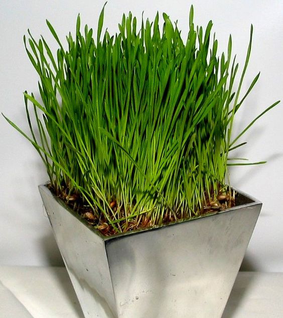 a modern concrete planter with wheatgrass is a fresh and cool spring decor idea that you can easily make