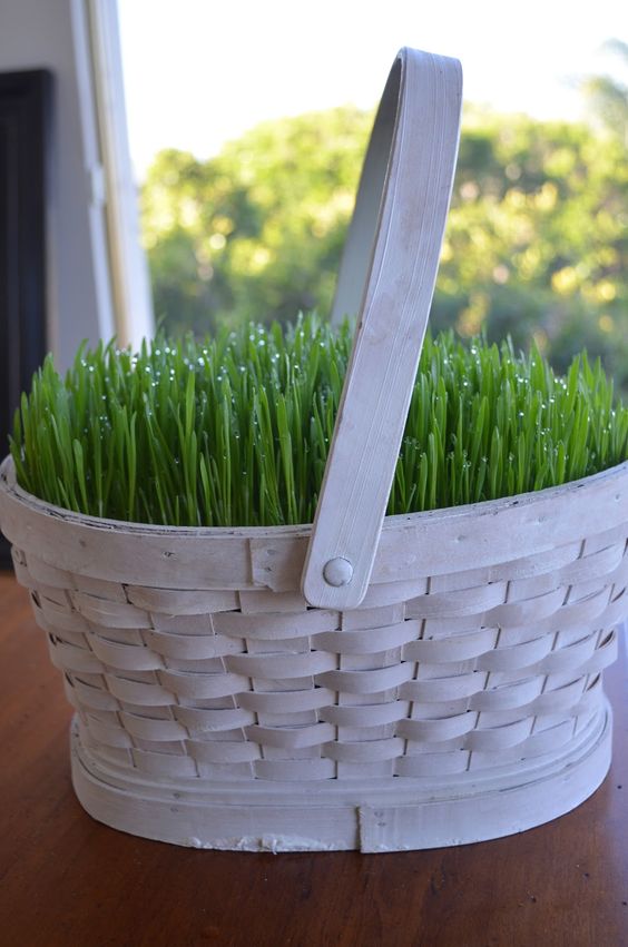 How to Make a Wheatgrass Easter Basket