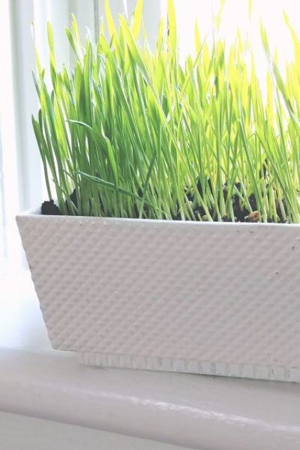 an elegant white planter with wheatgrass is a stylish and living spring decoration for any home