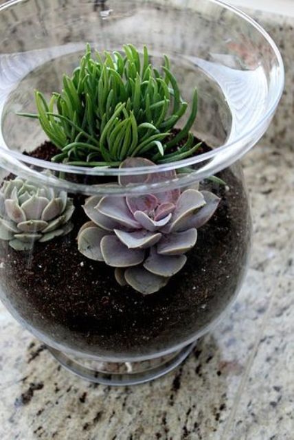 a simple terrarium with purple succulents and a plant is an easy idea to rock for spring