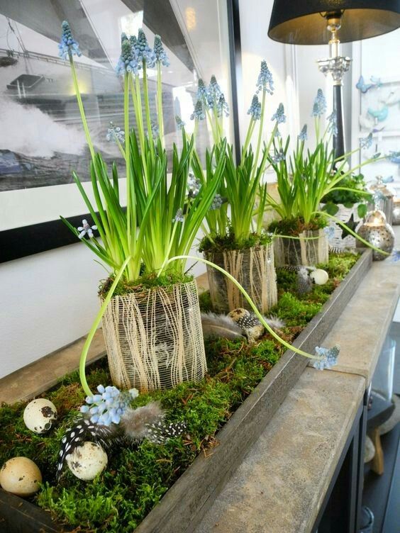 a spring decoration of a wooden tray with moss, eggs and feathers, blue hyacinths and moss around them for a fresh touch