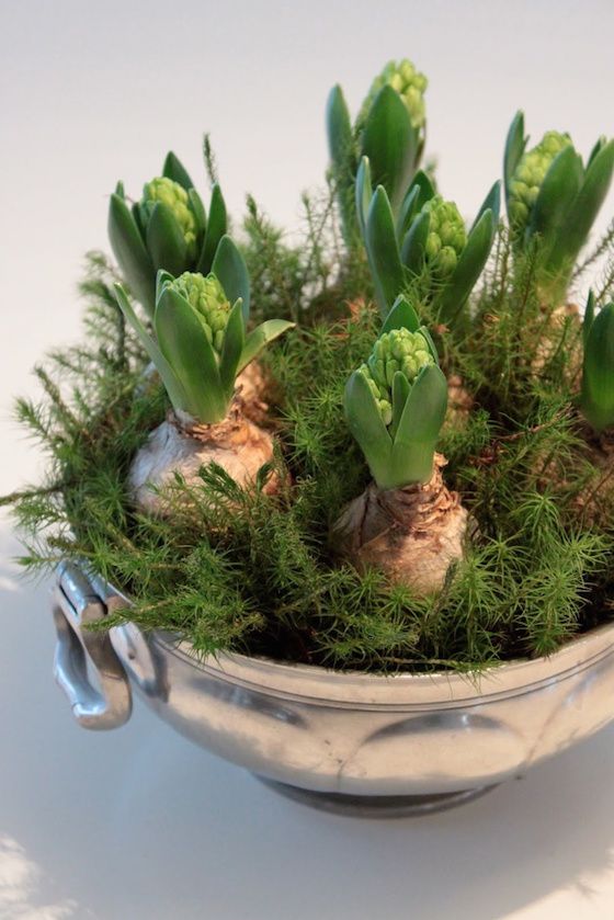 a vintage bowl with greenery and hyacinths is a pretty woodland spring decoration to rock