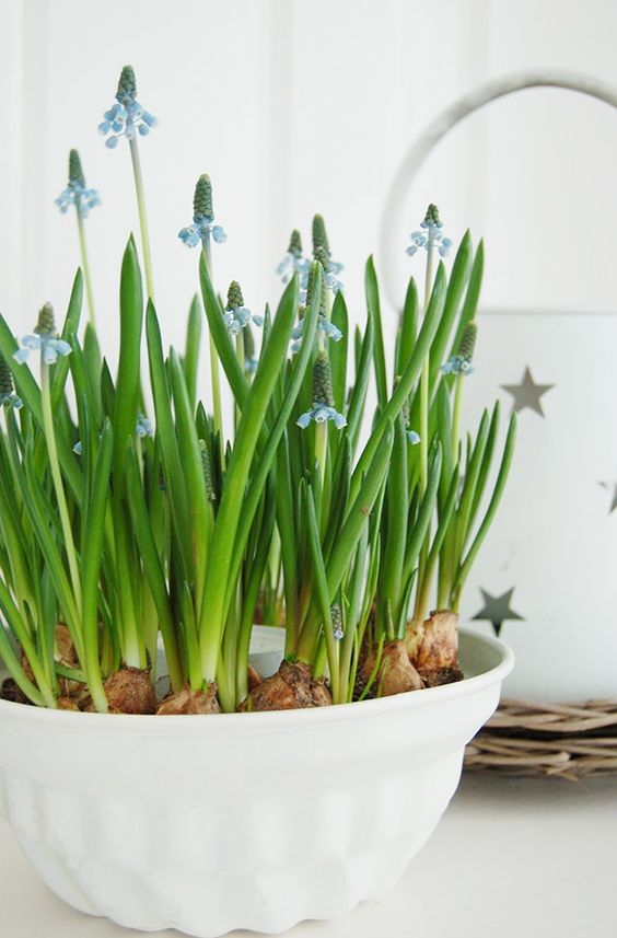 a white bowl with blue hyacinths is a lovely spring centerpiece or decoration to rock indoors or outdoors