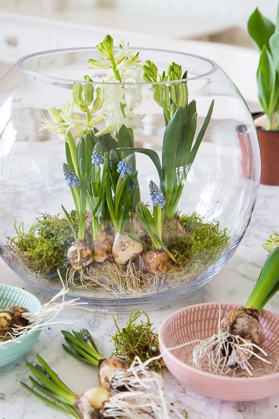 an aquarium with moss and white and blue hyacinths is a lovely spring centerpiece or decoration