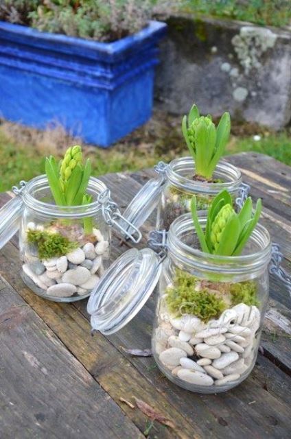 jars with lids, pebbles, moss and hyacinths is a lovely natural and rustic idea for outdoors or indoors