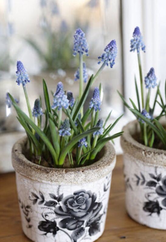 painted concrete planters with blue hyacinths for adding a spring touch to your space