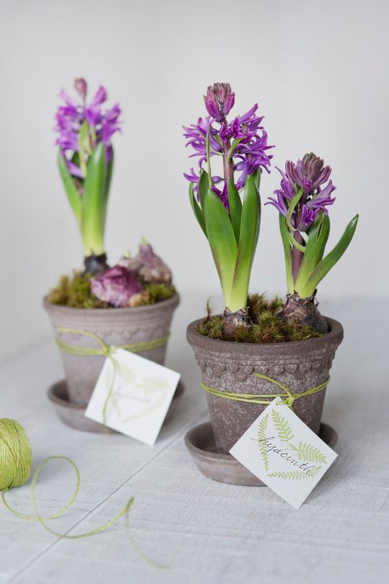 porcelain pots with moss and purple hyacinths will make the space feel spring like and fresh