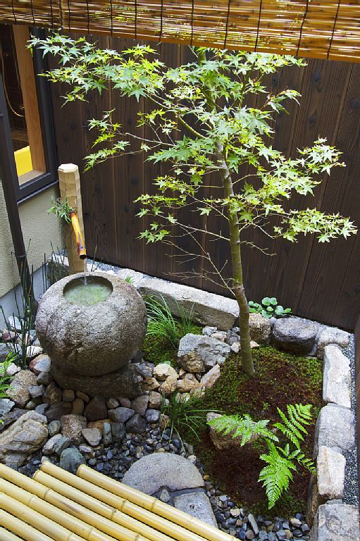 un hermoso mini jardín con guijarros, rocas, un cuenco de piedra y un solo árbol pequeño más bambú refrescará su patio trasero o patio