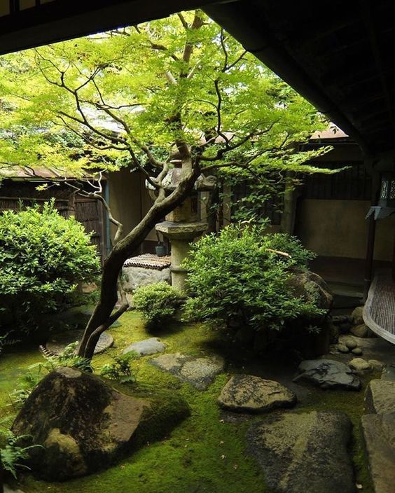 a small Japanese courtyard with moss, greenery, rocks and a single tree right in the center