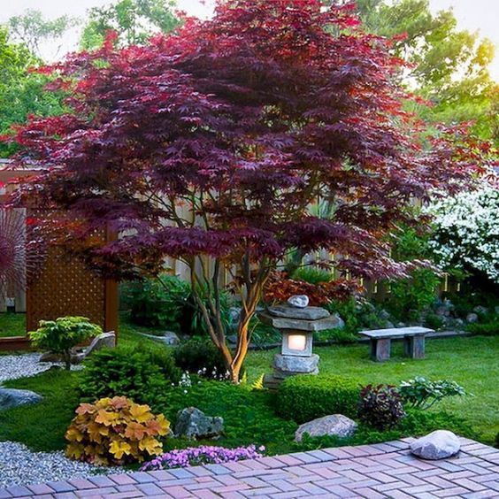 hierba, arbustos, flores llamativas y un arce rojo, una linterna de piedra y un banco de piedra para un jardín delantero japonés moderno y atrevido