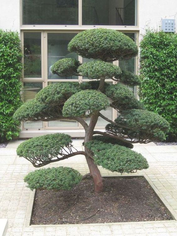 greenery walls, a statement Japanese-style tree in front of the entrance make up a chic Japanese front yard