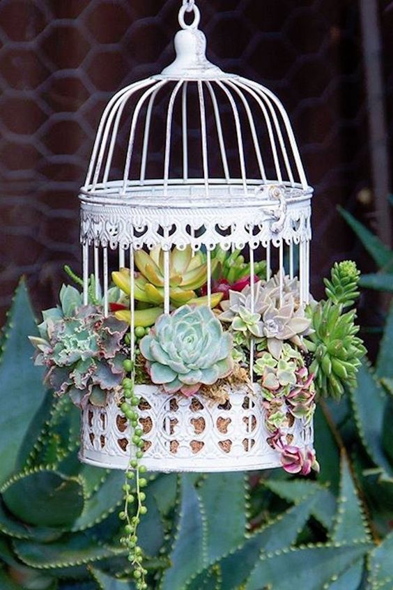 a beautiful white cage with moss and succulents of various kinds is a stylish decoration for outdoors and indoors