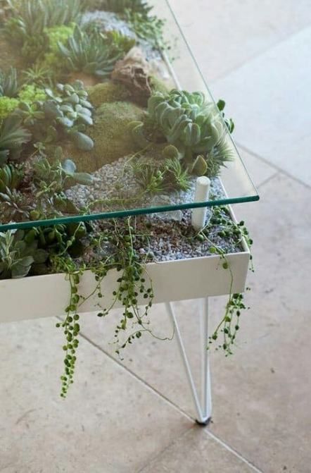 a modern table with hairpin legs as a giant planter with succulents and moss and a glass tabletop is amazing