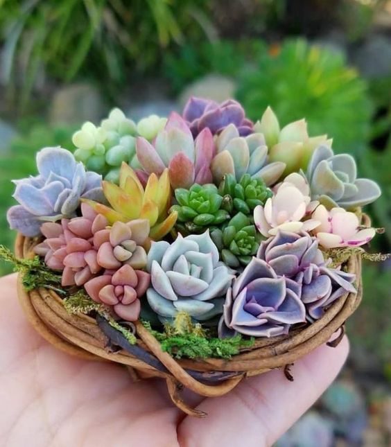 a vine wreath with colorful succulents and moss is a cute little decoration you may use anywhere