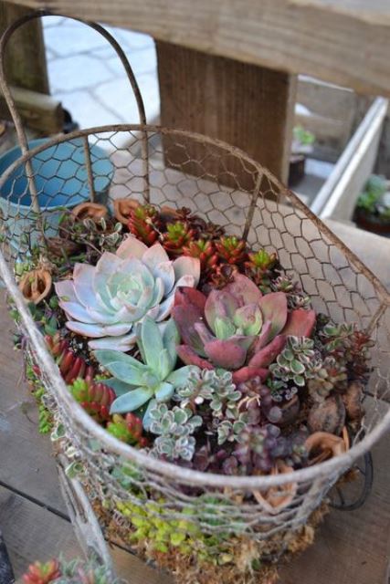 a wire planter with lots of succulents of various colors and textures is a stylish rustic idea for outdoors