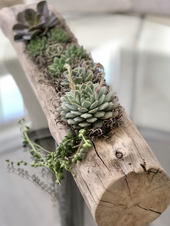 an old log as a succulent planter and hay and some succulents of various colors is a stylish rustic decoration