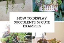 how to display succulents 59 cute examples cover