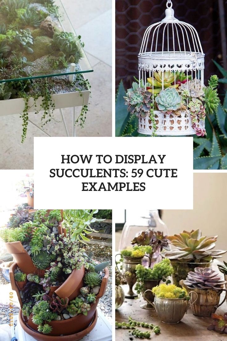 How To Display Succulents: 59 Cute Examples