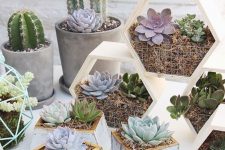 square and hexagon planters with succulents and cacti are stylish and chic and will bring a rustic feel to the space