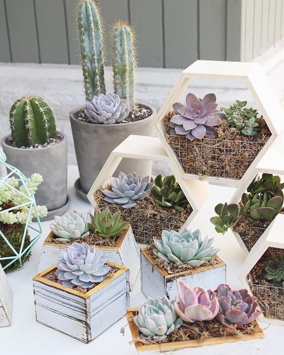 square and hexagon planters with succulents and cacti are stylish and chic and will bring a rustic feel to the space