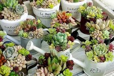succulents planted into buckets and watering cans look cute and will bring a rustic feel to the space