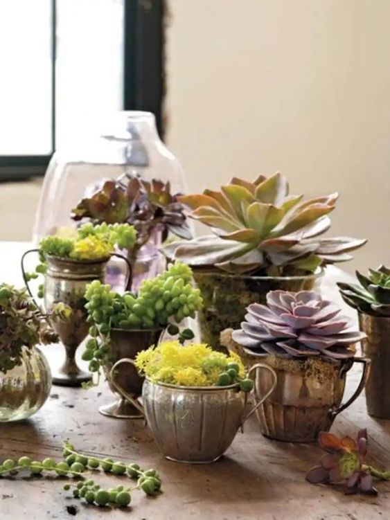 vintage goblets and cups with moss and succulents are a refined and chic idea to rock for your home decor