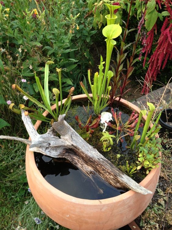 a mini pond of a porcelain bowl with driftwood, greenery, moss is a very natural decoration for outdoors