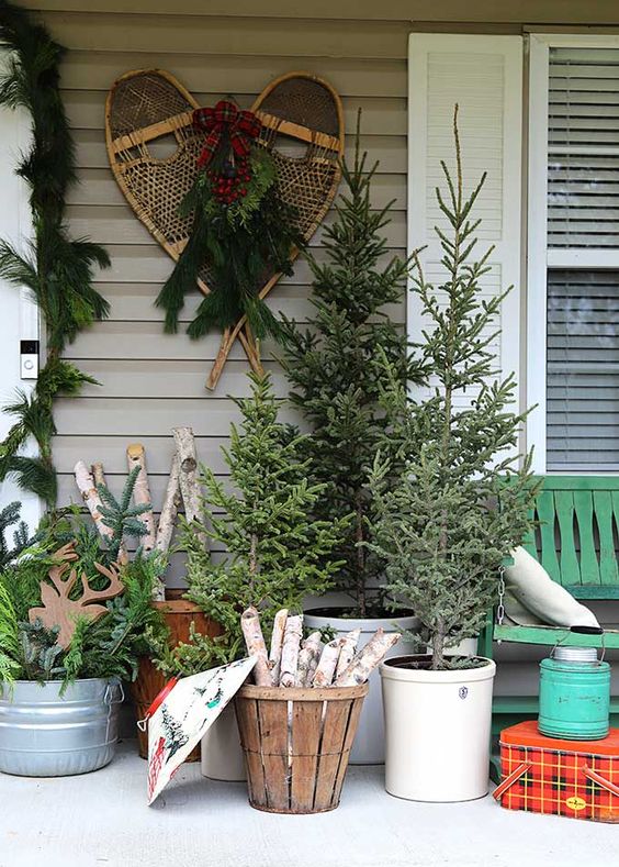 a cluster of non-decorated Christmas trees in buckets, a basket with firewood, buckets with fir branches and vintage skis