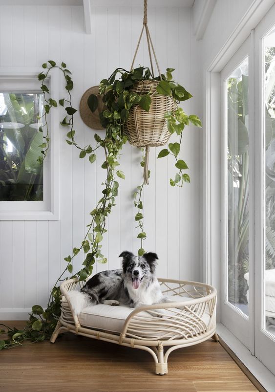 a beautiful and stylish rattan dog bed with a neutral mattress is a very cool idea for a mid-century modern space