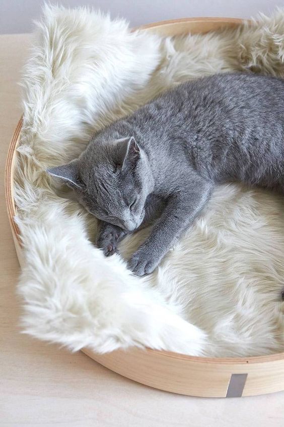 a simple nest-like cat bed with faux fur is a classic and chic idea for a contemporary or minimalist space