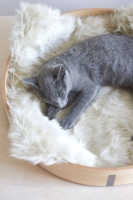 52 Creative And Cozy Cat Beds DigsDigs