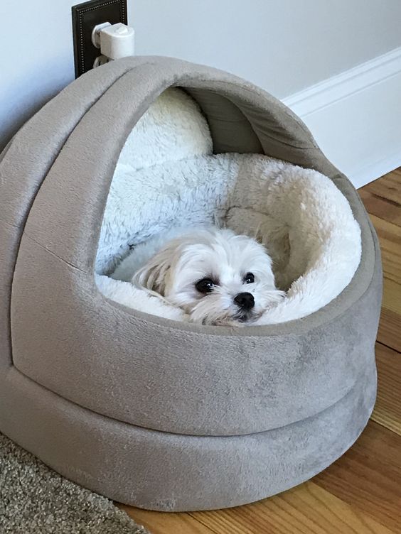 56 Awesome Dog Beds For Indoors And Outdoors DigsDigs