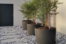 oversized black cup planters like these ones can accommodate a whole tree and give an edgy feel to the space