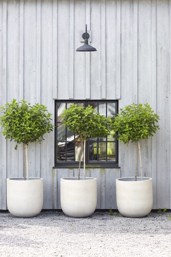 white concrete cup-like planters with trees are great not only for a modern space but also for a rustic one