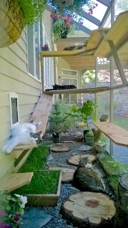 cat garden furniture