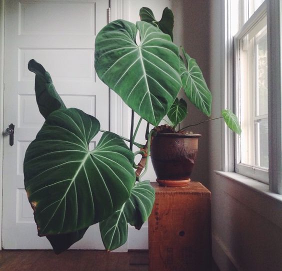 35 Chic Ways To Rock Plants In Your Interiors - DigsDigs