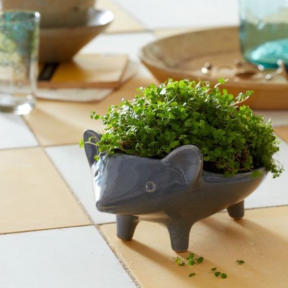 cute hedgehog planter with small greenery plants